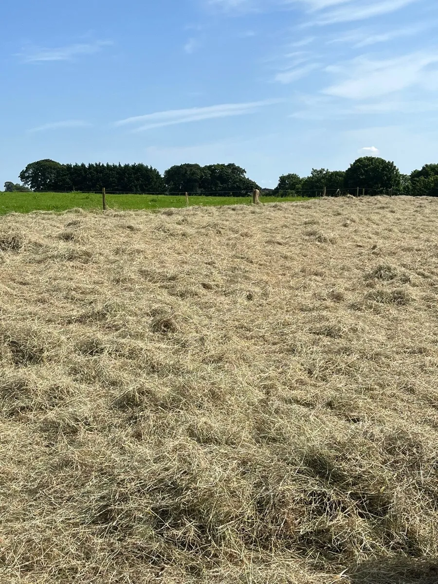 Top quality upland hay - Image 1