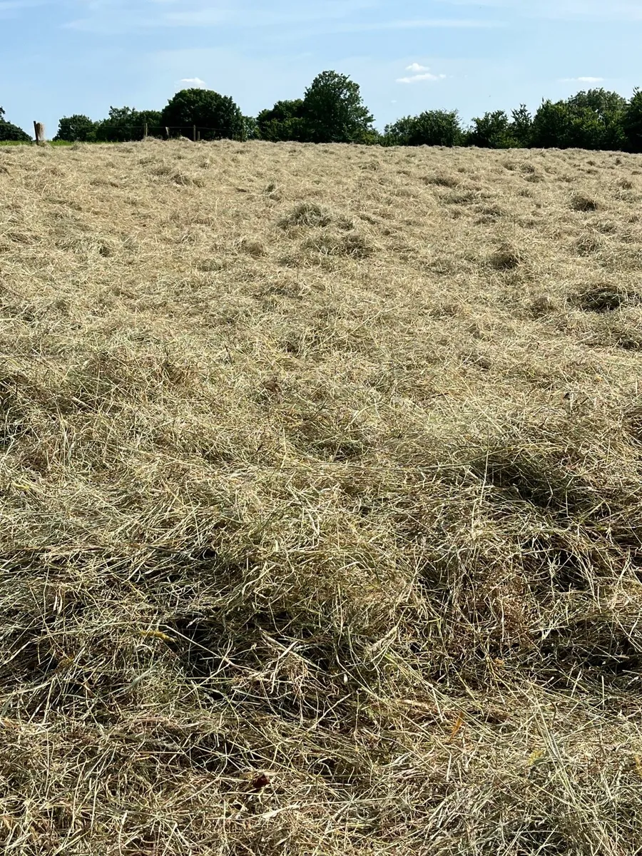 Top quality upland hay - Image 2