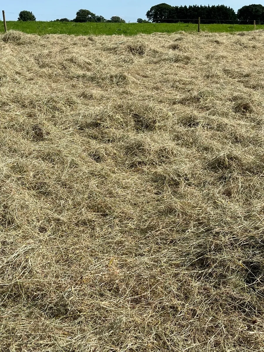 Top quality upland hay - Image 3