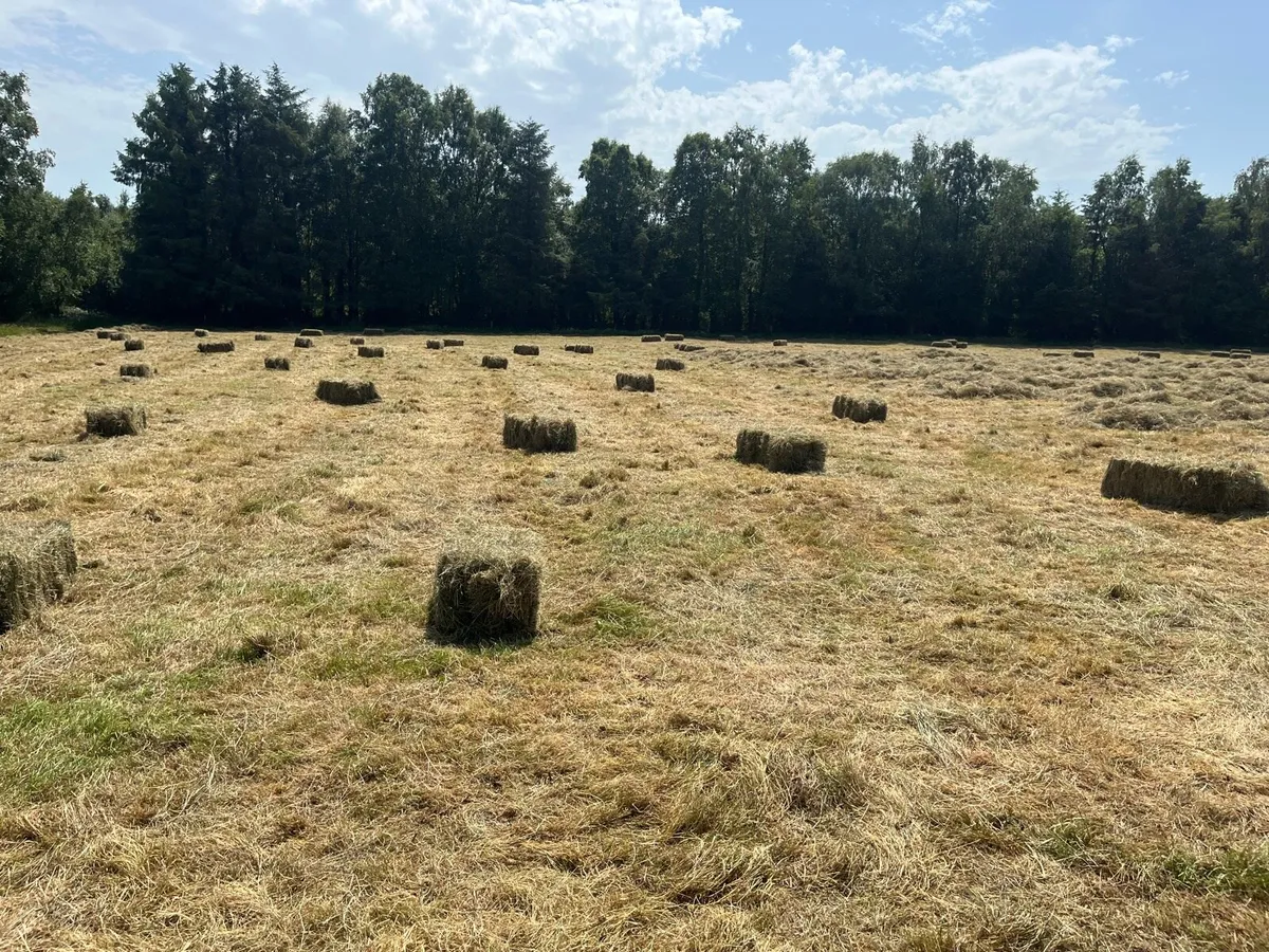 Small square hay bales - Image 3