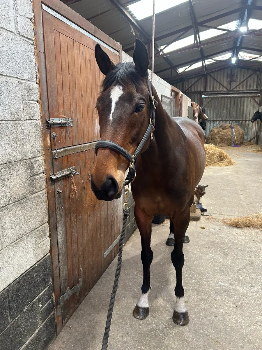 Horse - Image 2
