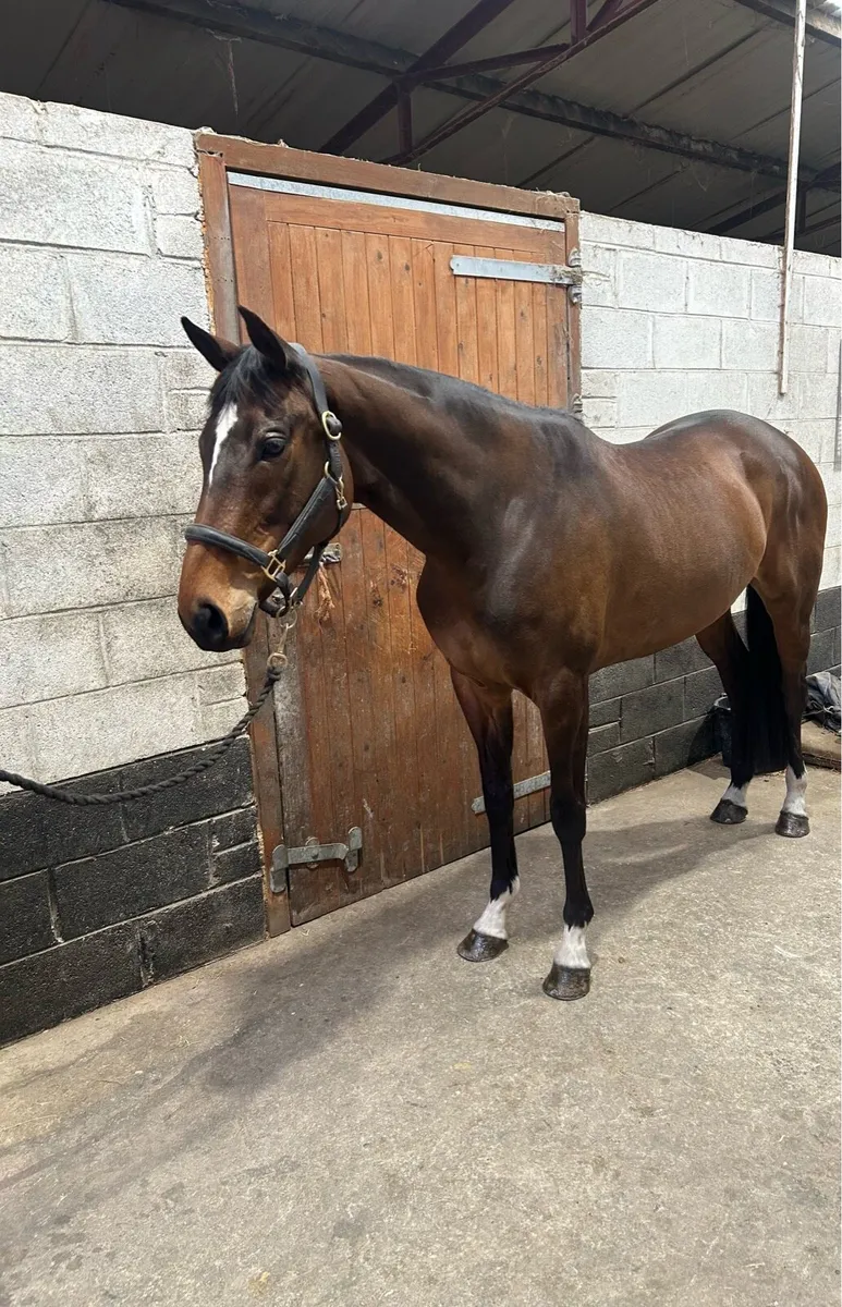 Horse - Image 3