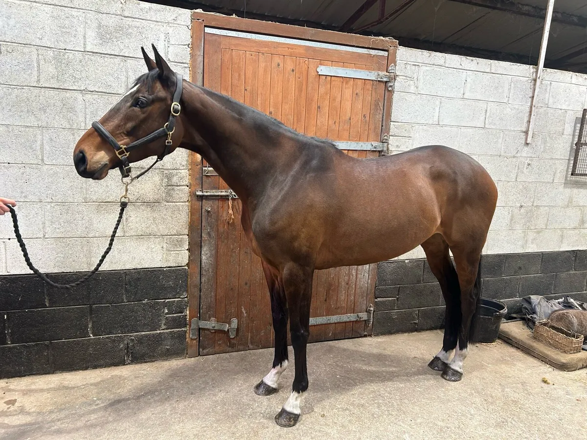 Horse - Image 4