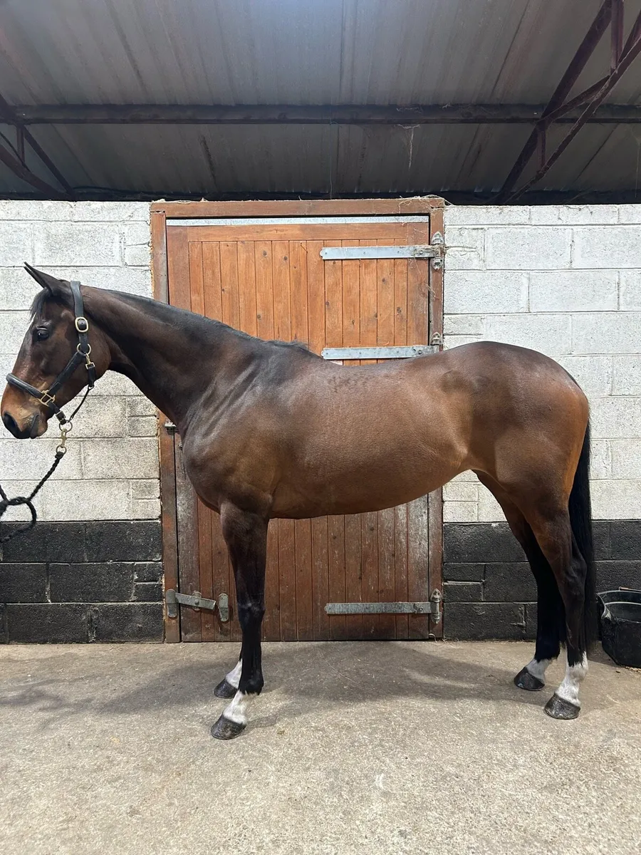 Horse - Image 1