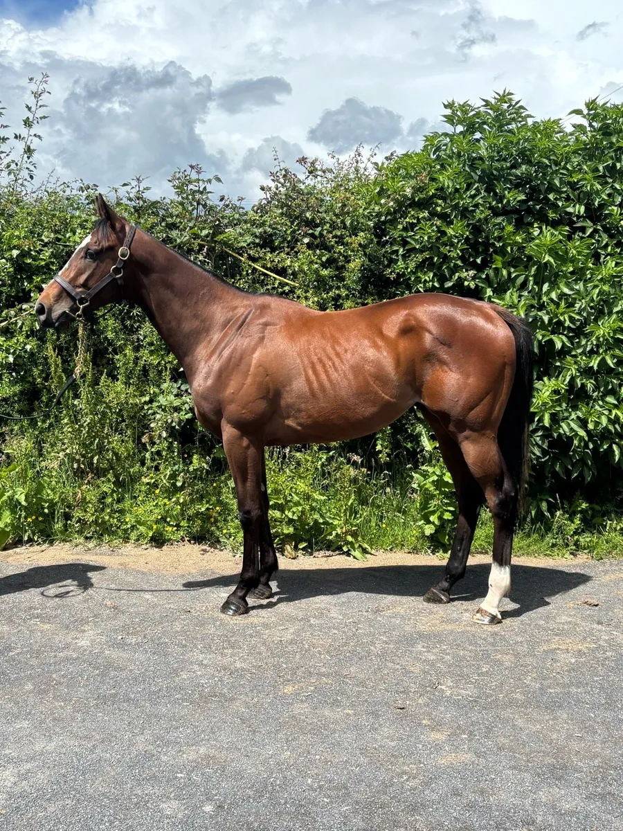 2yo Thoroughbred Colt