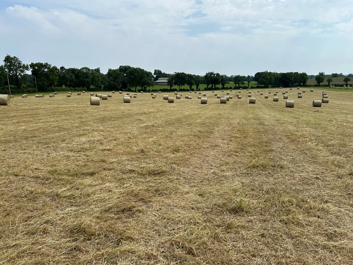 Hay - Image 1