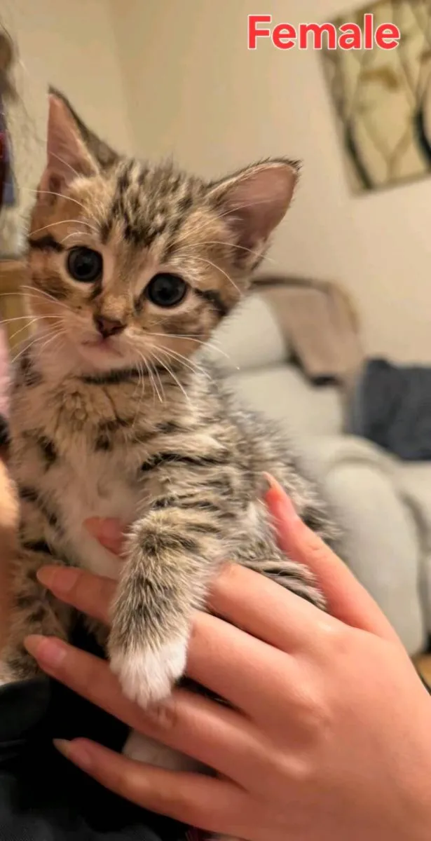 Tabbykittens - Image 1