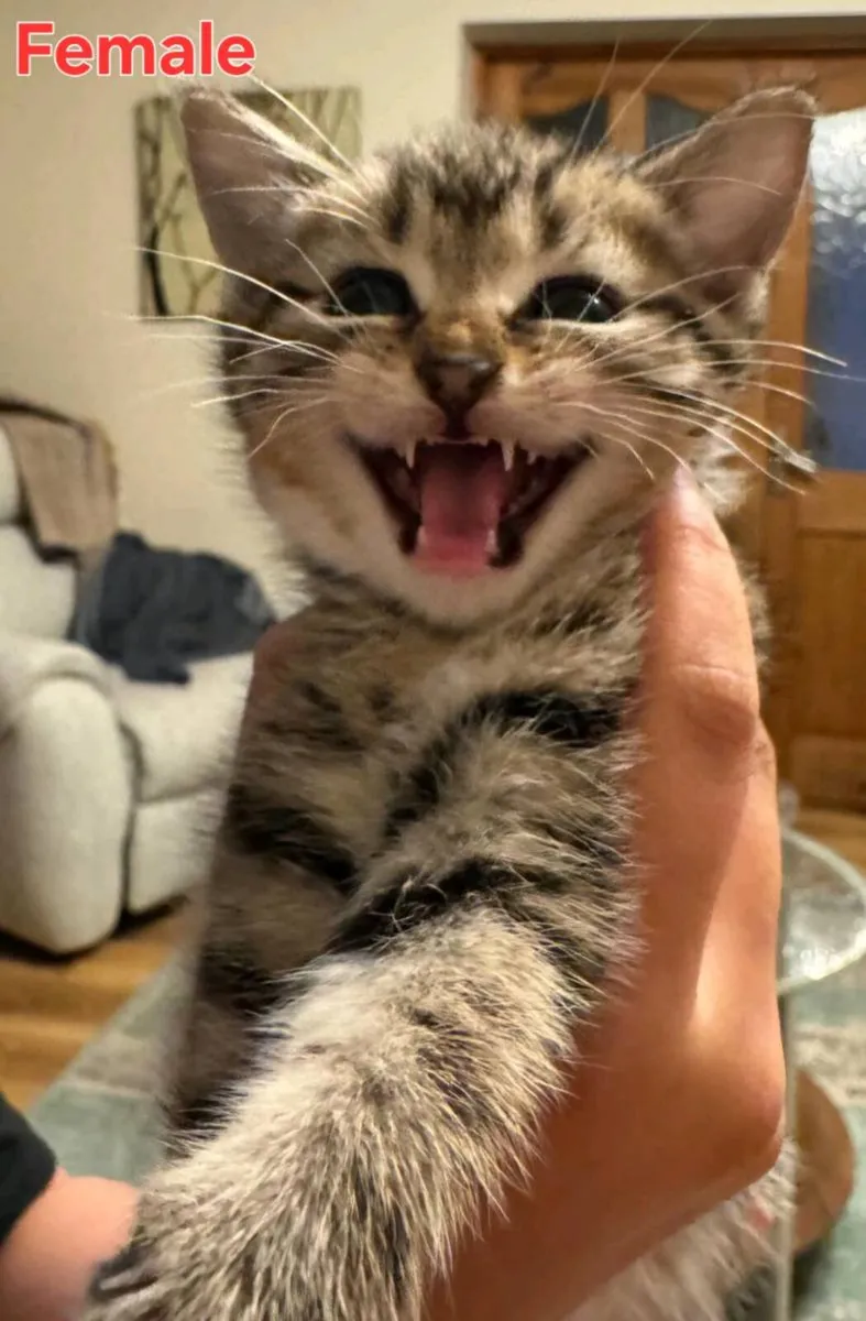 Tabbykittens - Image 2