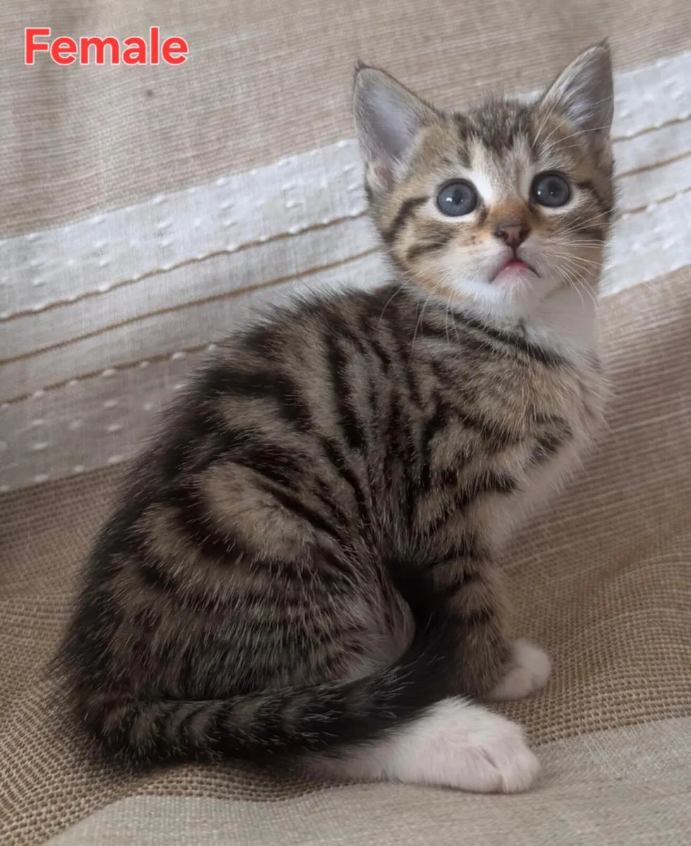 Tabbykittens - Image 3