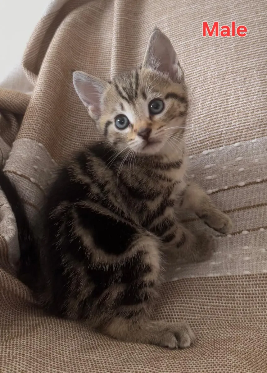 Tabbykittens - Image 4