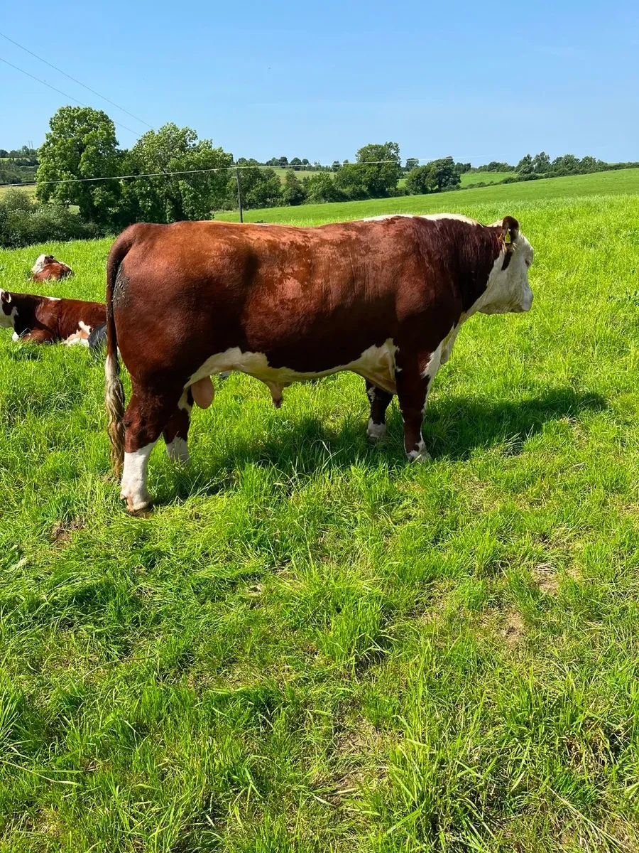 Hereford Bull - Image 1