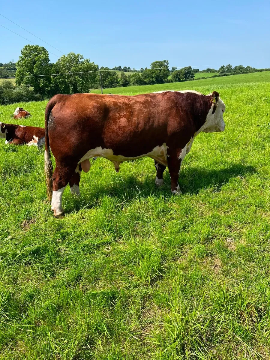 Hereford Bull - Image 2