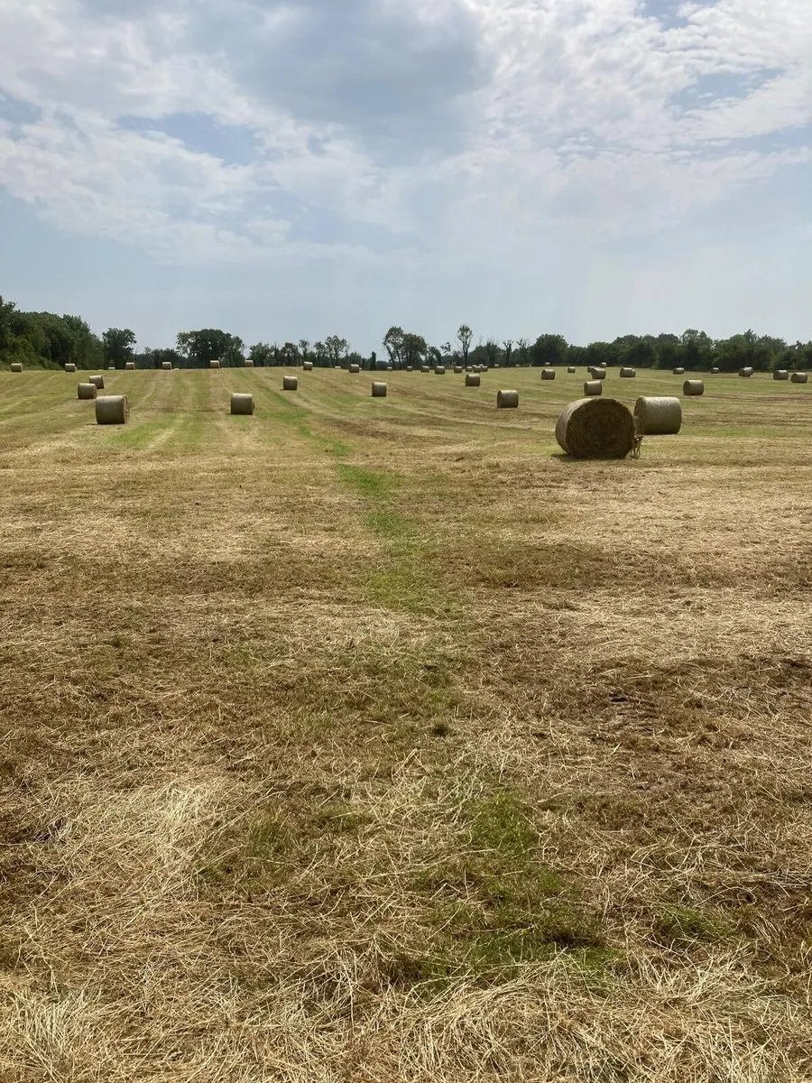 Hay
