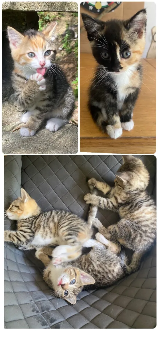 Kittens - Image 2