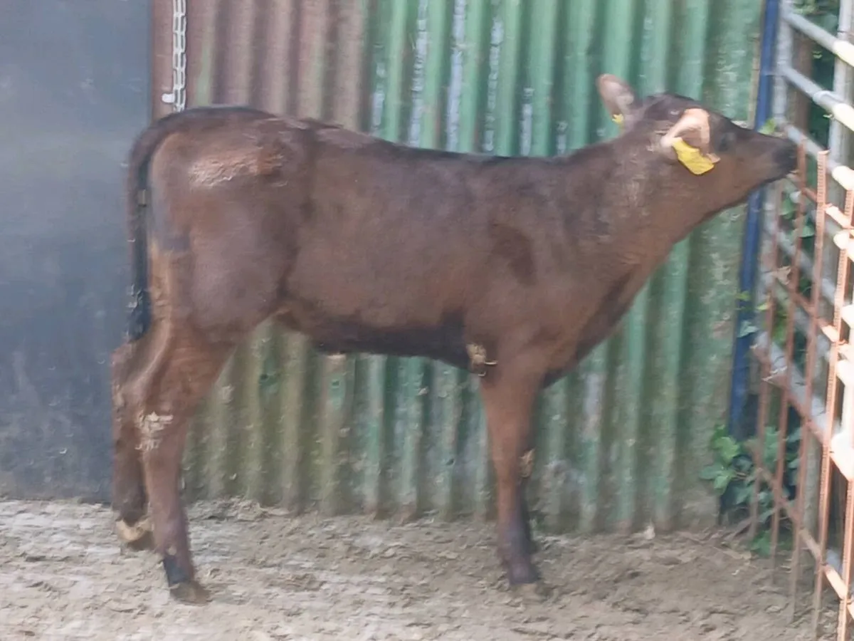 SUPER AA CALF WILL SUCK ANY COW EAT MEAL - Image 3