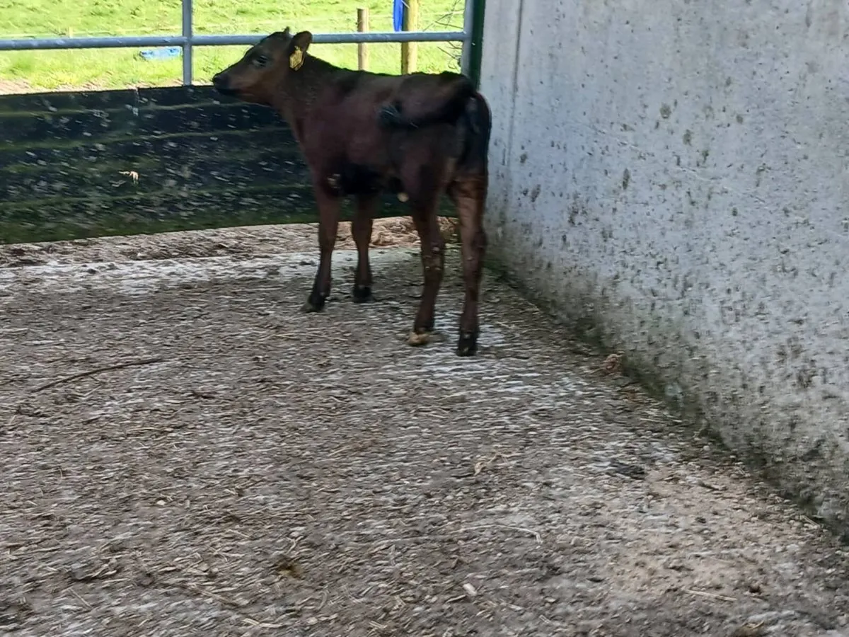 SUPER AA CALF WILL SUCK ANY COW EAT MEAL - Image 2