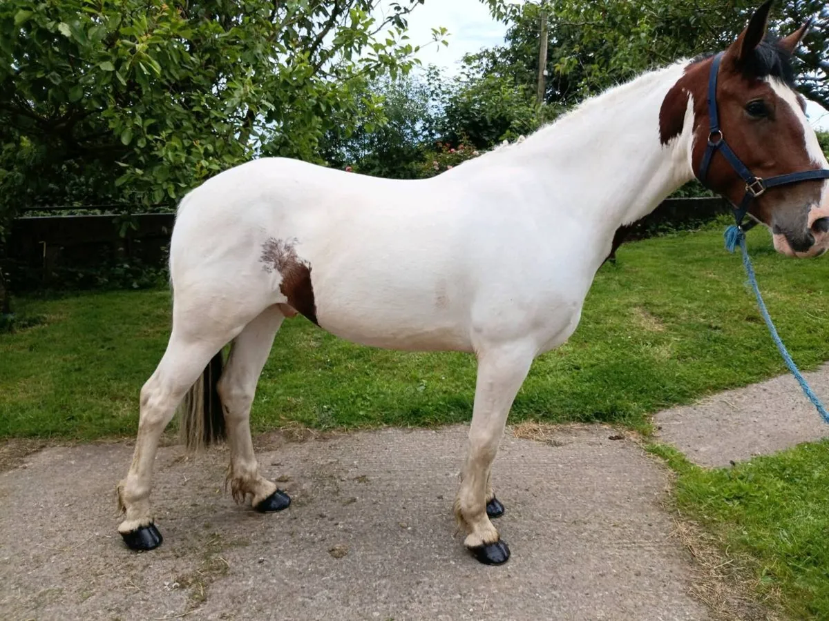 5 ye old gelding - Image 4