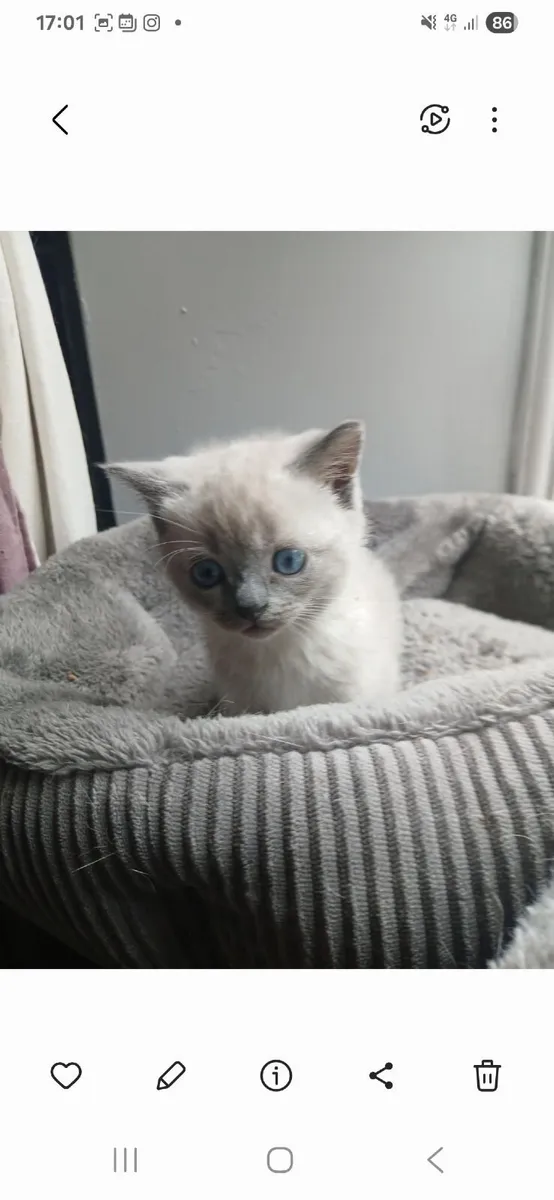 Beautiful kitten - Image 1