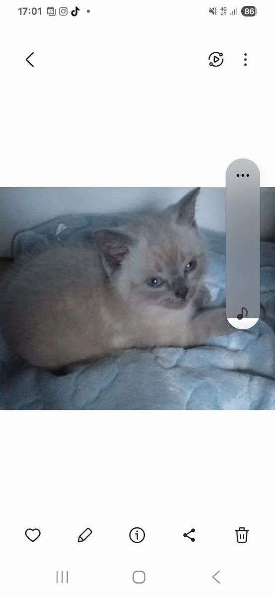 Beautiful kitten - Image 2