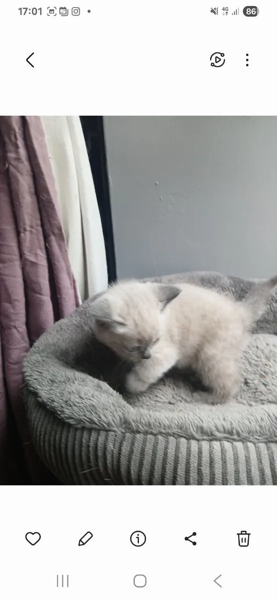 Beautiful kitten - Image 3