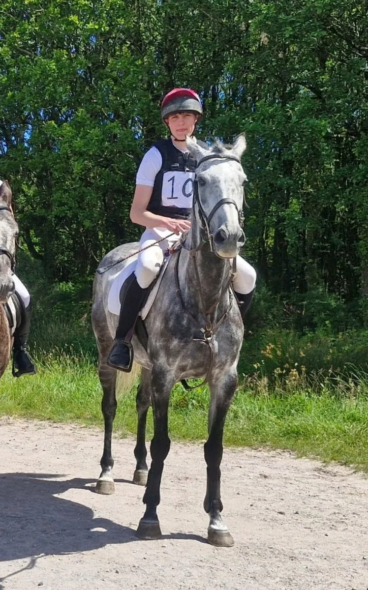 Eventer / riding horse - Image 3