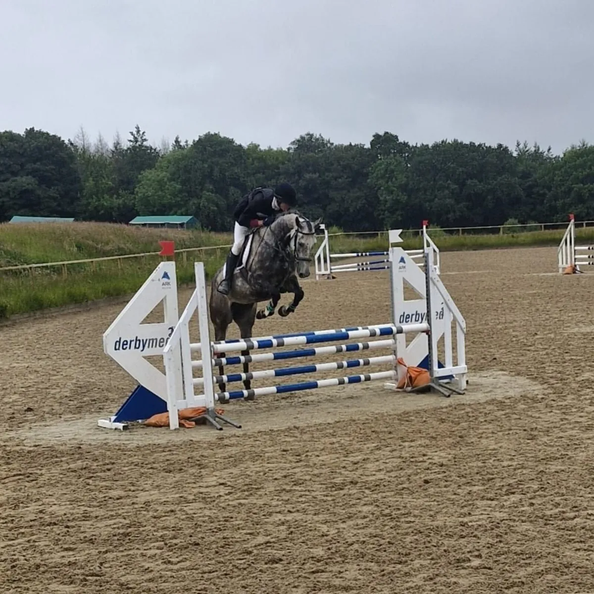 Eventer / riding horse - Image 4