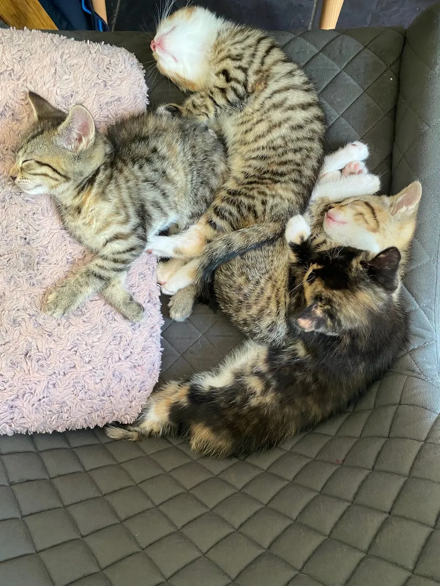 Kittens - Image 1