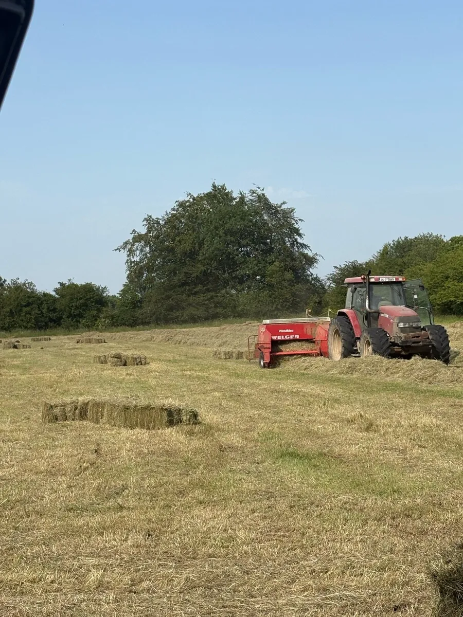 Square bales of hay - Image 3