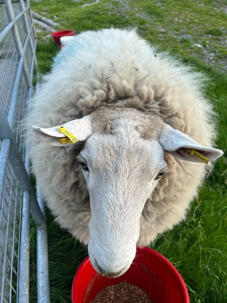 SIS Cheviot Ram - Image 1