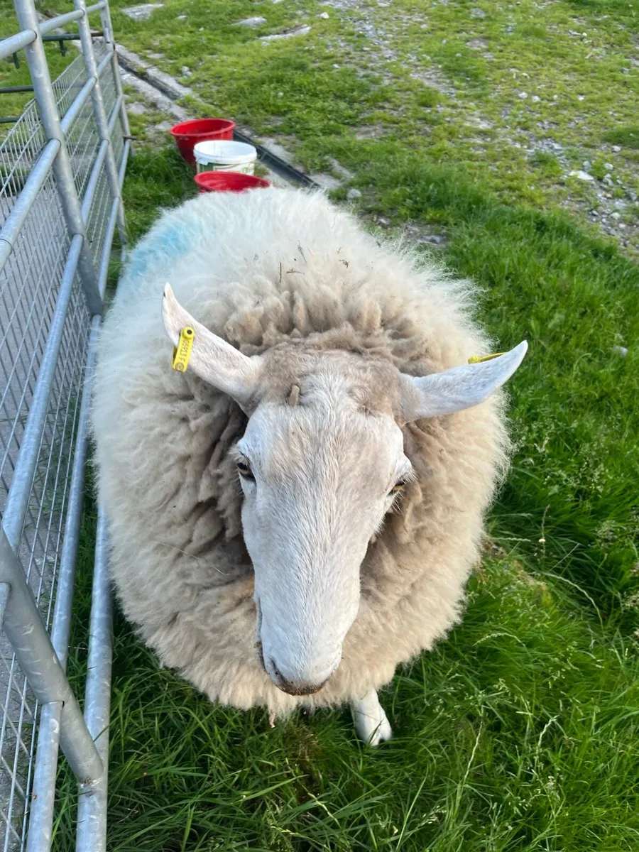 SIS Cheviot Ram - Image 2