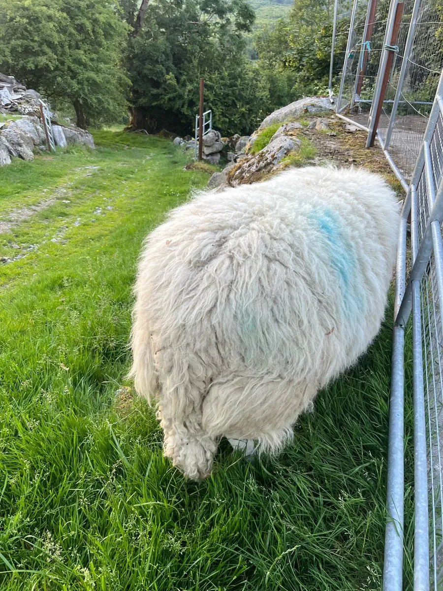 SIS Cheviot Ram - Image 3