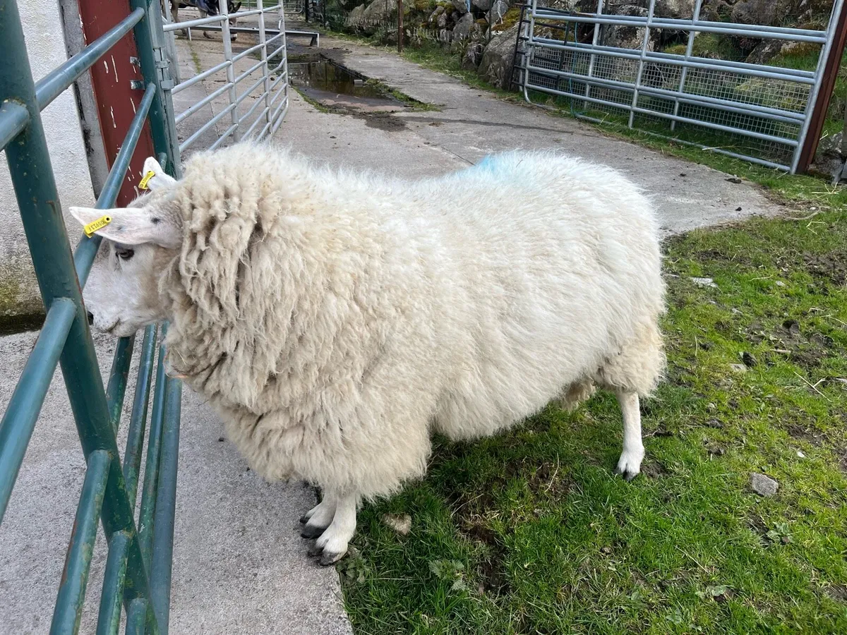 SIS Cheviot Ram - Image 4