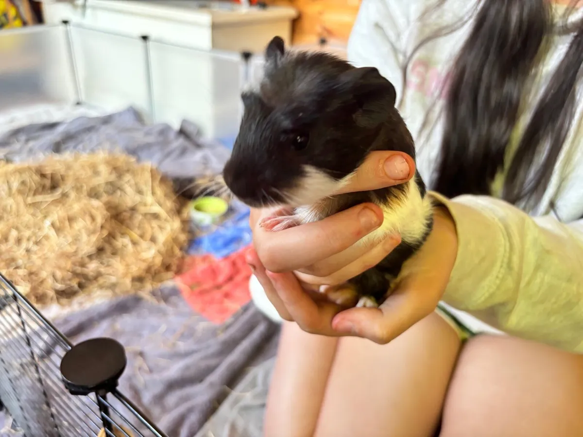 guinea pigs - Image 2