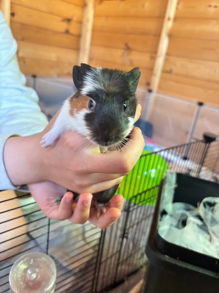 guinea pigs - Image 1
