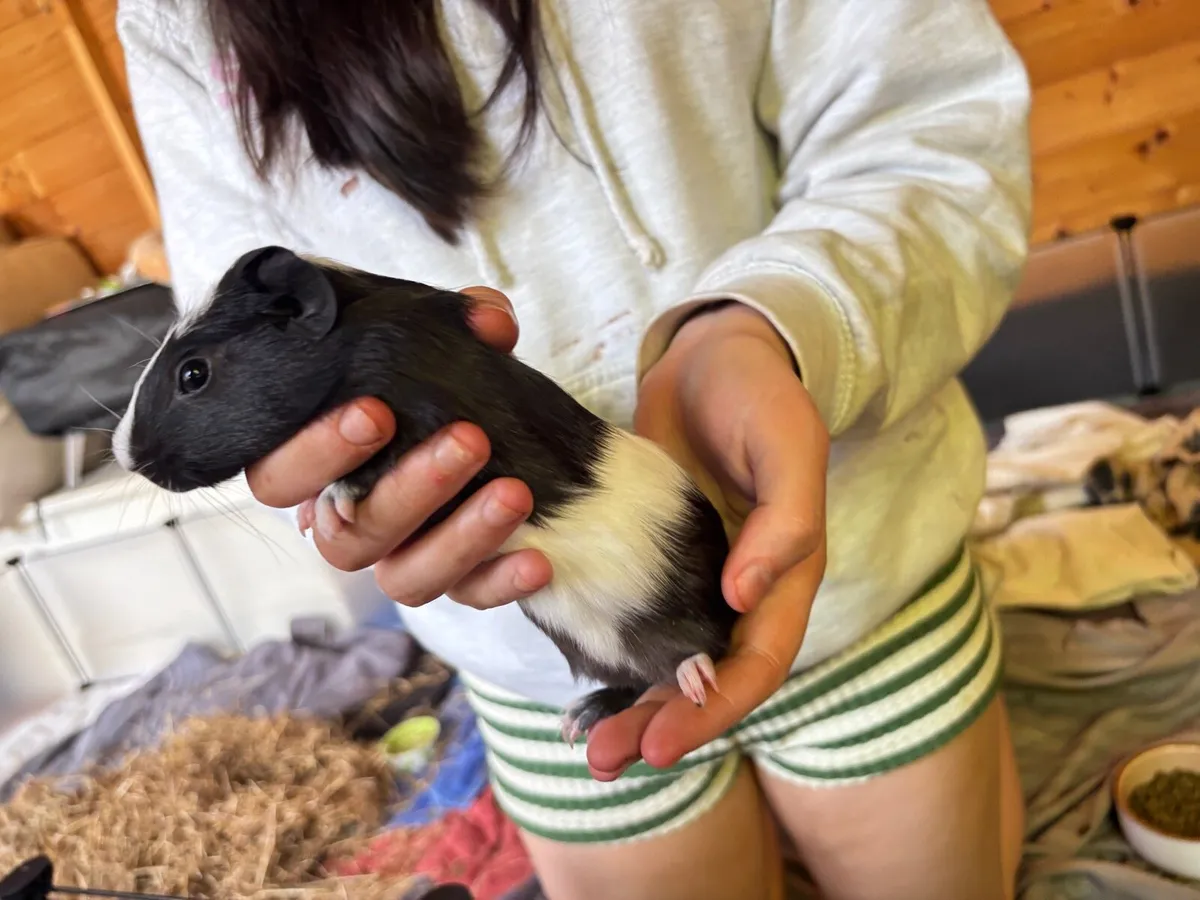 guinea pigs - Image 4
