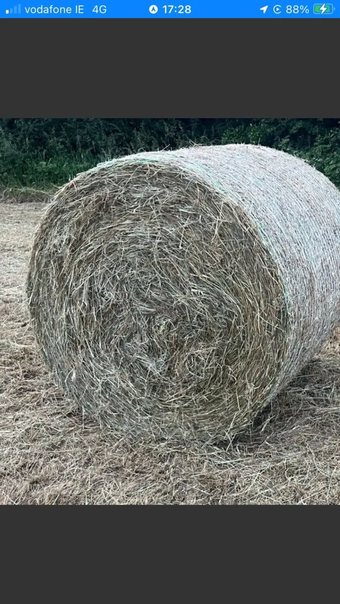 Hay