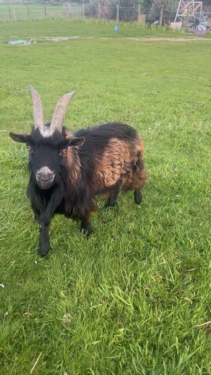 Pygmy goats - Image 1