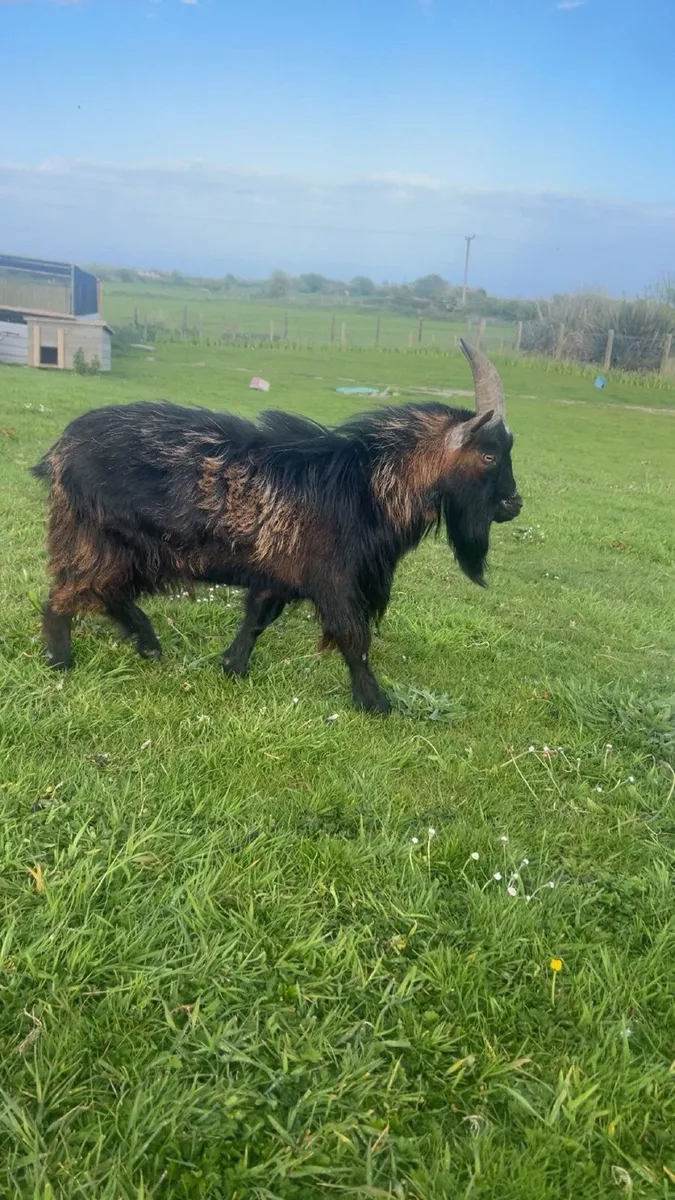 Pygmy goats - Image 2