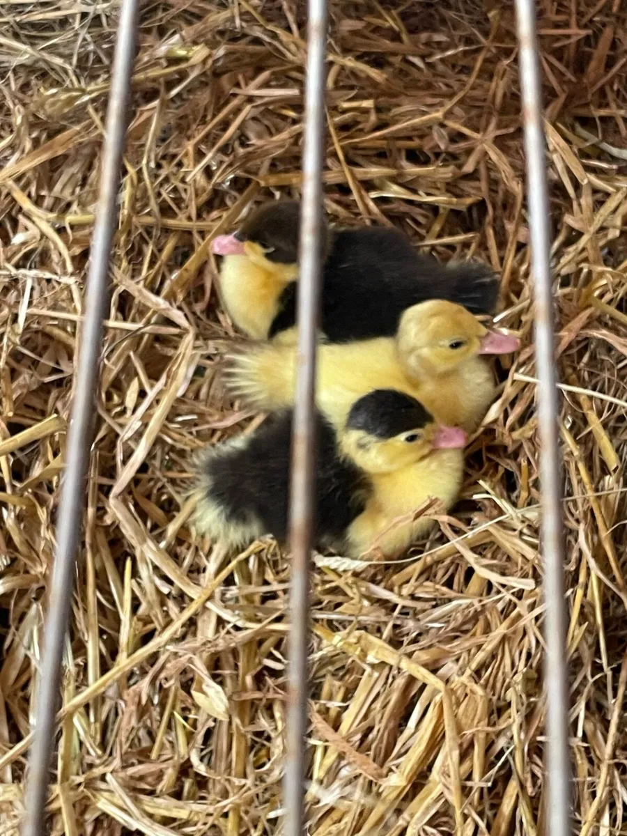 Muscovy ducklings - Image 1