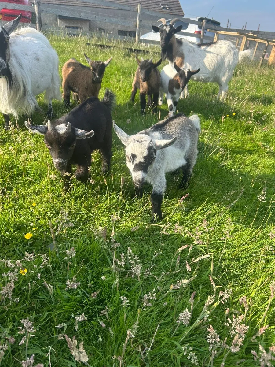 Pygmy goats - Image 4