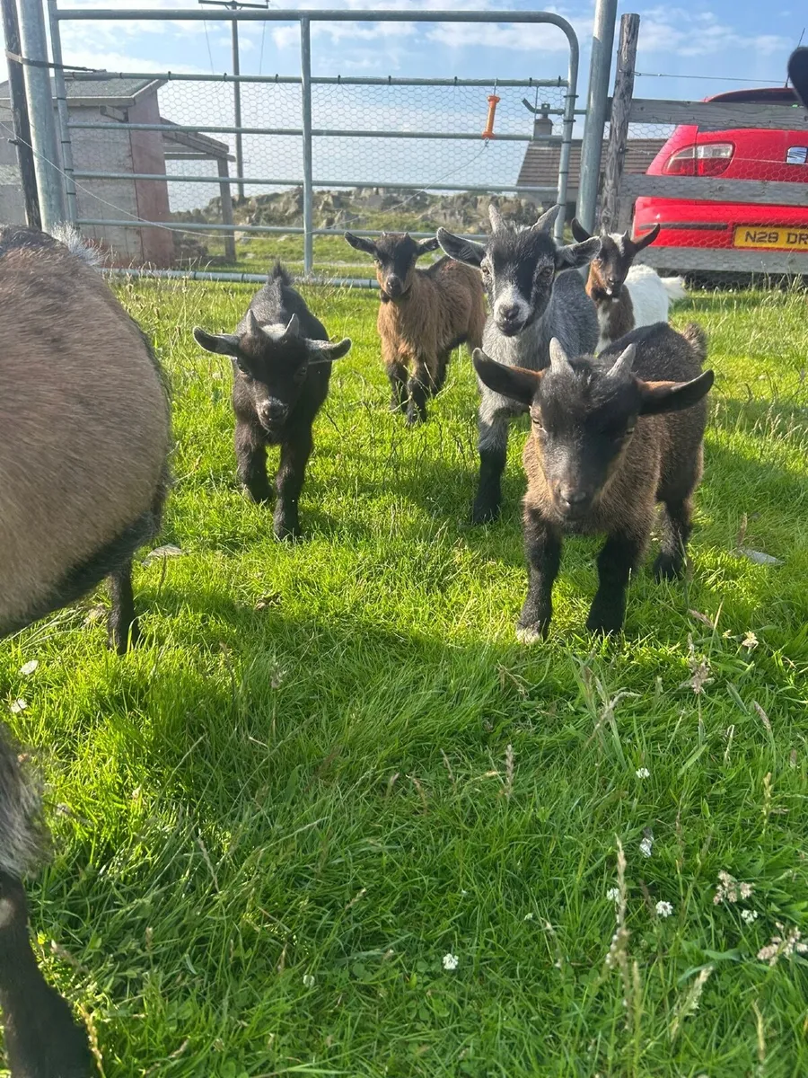 Pygmy goats - Image 3