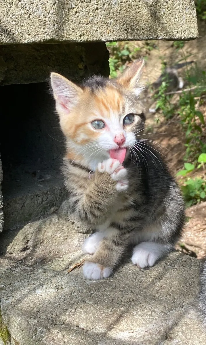 Kittens - Image 3