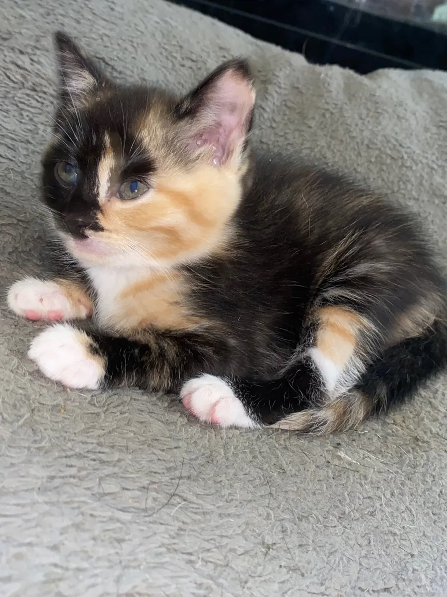 Kittens - Image 4