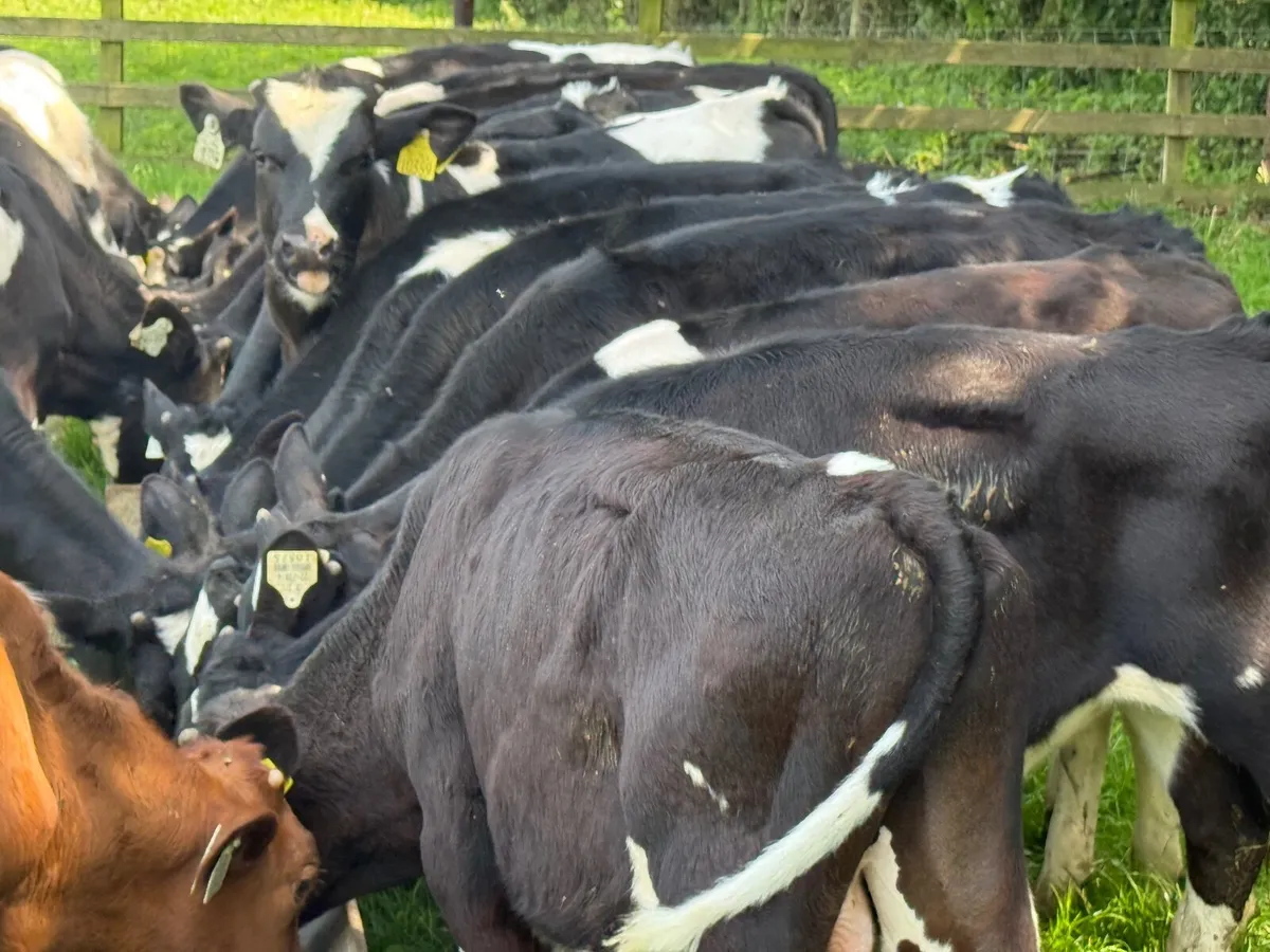 22 Fresian Bull Weanlings - Image 2