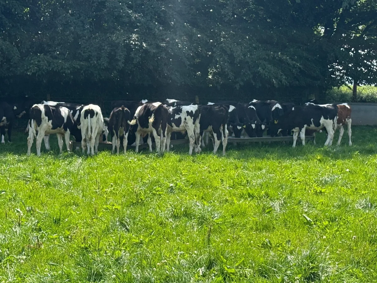 22 Fresian Bull Weanlings - Image 3