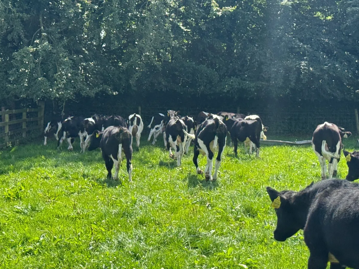 22 Fresian Bull Weanlings - Image 4