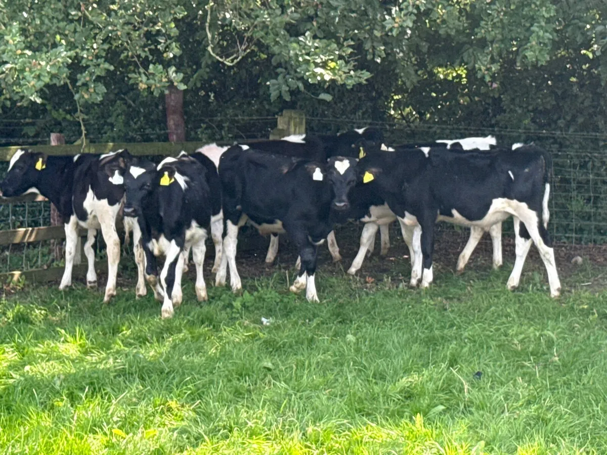 22 Fresian Bull Weanlings - Image 1