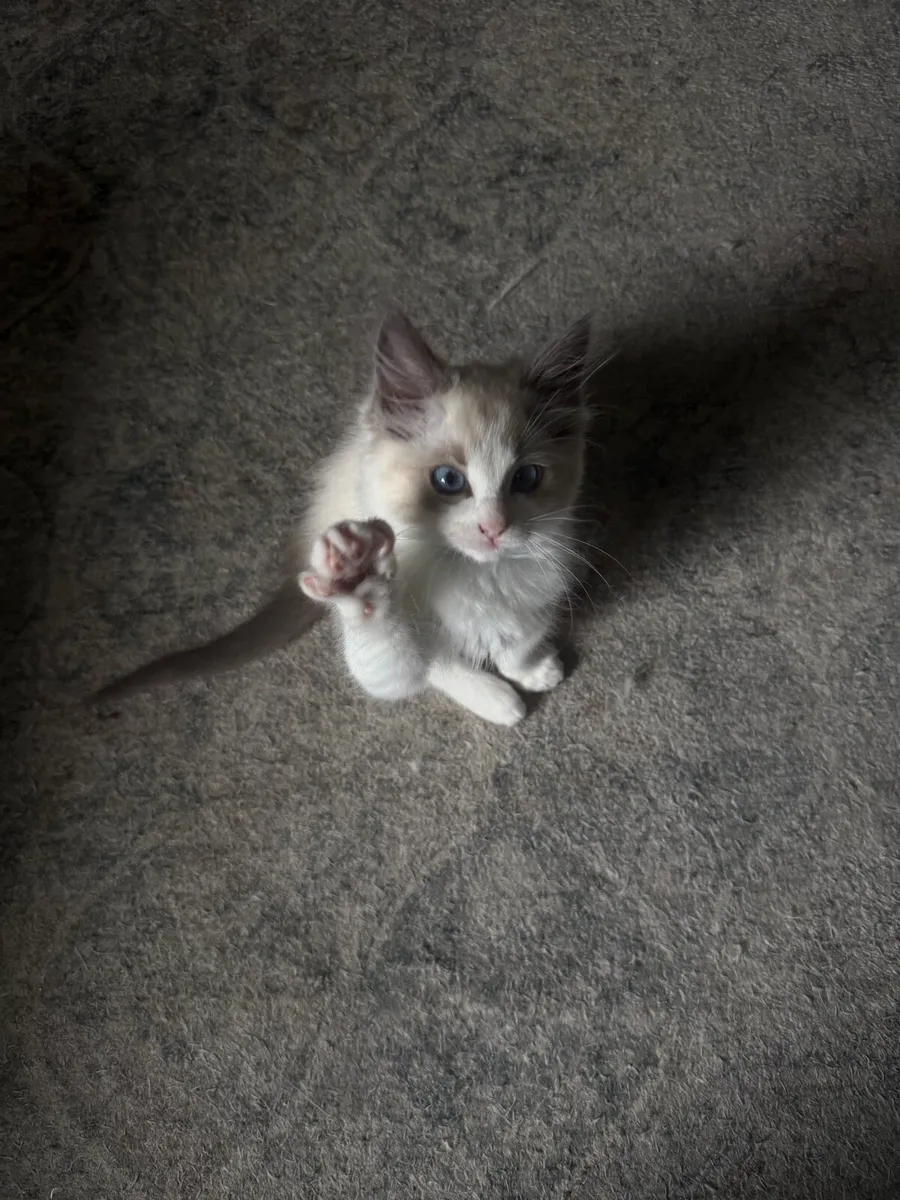 Ragdoll kittens (1 girl left) Ready to go - Image 4