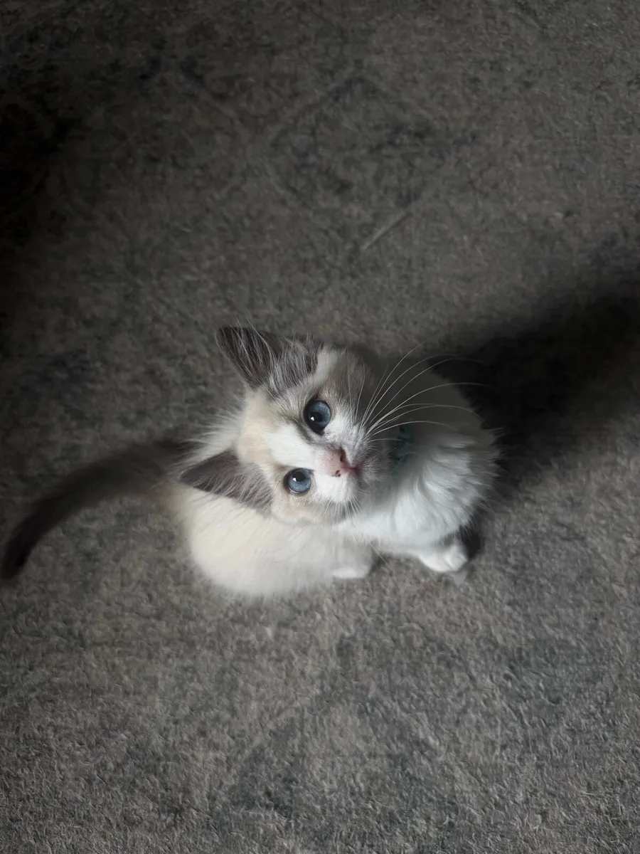Ragdoll kittens (1 girl left) Ready to go - Image 3