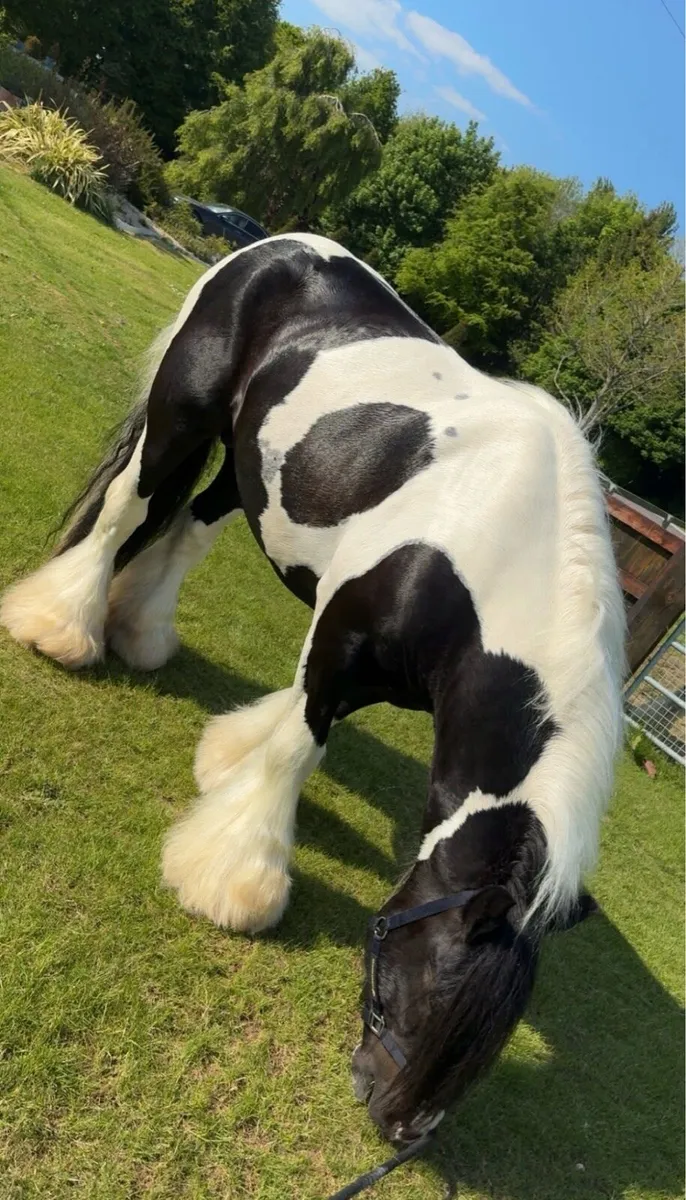 Traditional Irish cob stallion - Image 1
